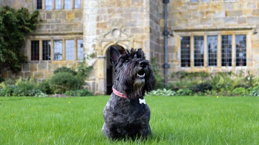 Black Scottie Dog sititng on the grass outside the front of Bateman's house